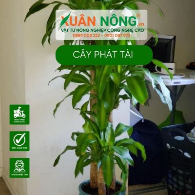 Cây phát tài mang đến tài lộc, thịnh vượng cho gia chủ