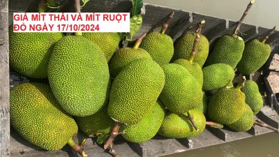 GIÁ MÍT THÁI VÀ MÍT RUỘT ĐỎ HÔM NAY NGÀY 17/10/2024