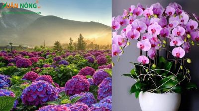 Gợi ý các loại hoa trồng trong nhà đẹp 2024