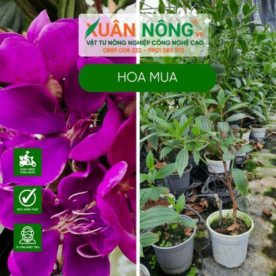 Kinh nghiệm trồng và chăm sóc hoa mua ra hoa quanh năm