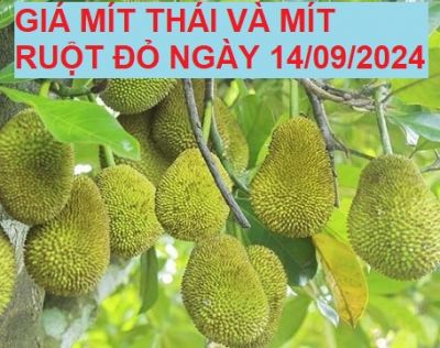 GIÁ MÍT THÁI VÀ MÍT RUỘT ĐỎ HÔM NAY NGÀY 14/09/2024