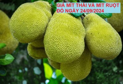 GIÁ MÍT THÁI VÀ MÍT RUỘT ĐỎ HÔM NAY NGÀY 24/09/2024