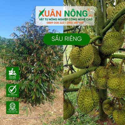 Cách làm đất trồng sầu riêng năng suất cao