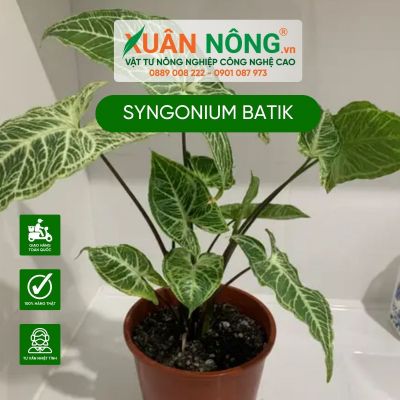 Syngonium Batik: Đặc điểm, cách trồng và chăm sóc