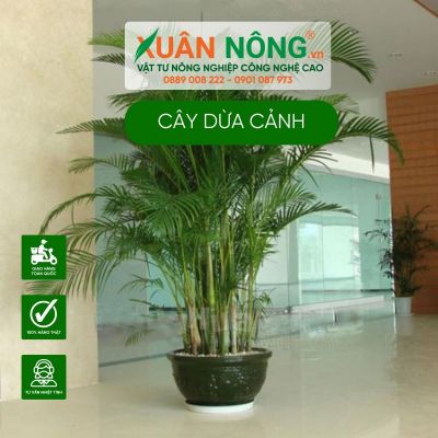 Cây dừa cảnh mini - Ý nghĩa phong thủy