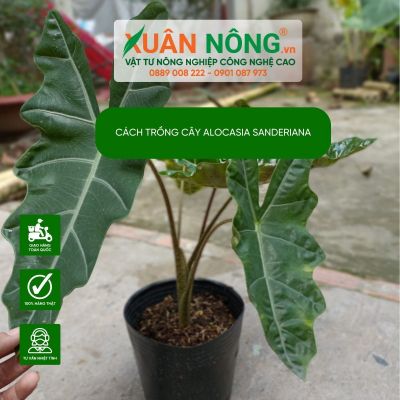 Cách trồng và chăm sóc cây Alocasia sanderiana