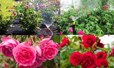 Tuyệt chiêu để vườn hồng nhà bạn luôn xanh và rực rỡ