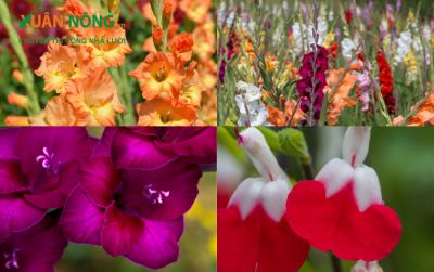 Đặc điểm - Ý nghĩa và cách cắm hoa lay ơn đẹp