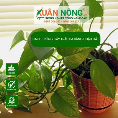 Cách trồng cây trầu bà trong chậu đất hiệu quả