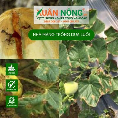 Cách phòng bệnh cho dưa lưới trồng trong nhà màng