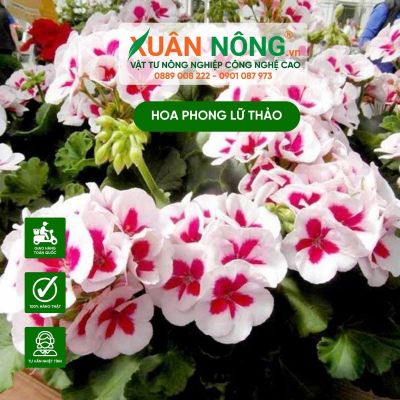 Hướng dẫn cách trồng hoa phong lữ thảo chơi Tết