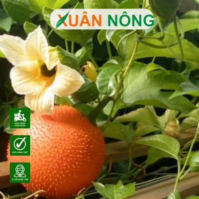 Cách trồng cây gấc trồng chậu đơn giản mà trĩu quả