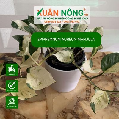 Chiếc cây Epipremnum aureum Manjula được đặt đúng chỗ