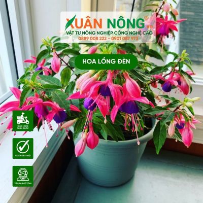 Cách trồng hoa lồng đèn đơn giản hoa đẹp nở lung linh