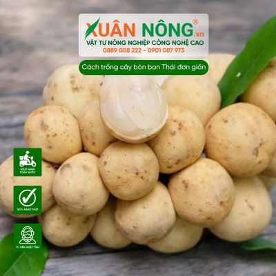 Cách trồng cây bòn bon Thái đơn giản