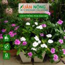 Cách trồng và chăm sóc hoa Dừa Cạn nở hoa tuyệt đẹp