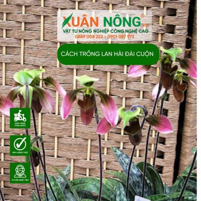Cách trồng lan Hài Đài cuộn năng suất cao