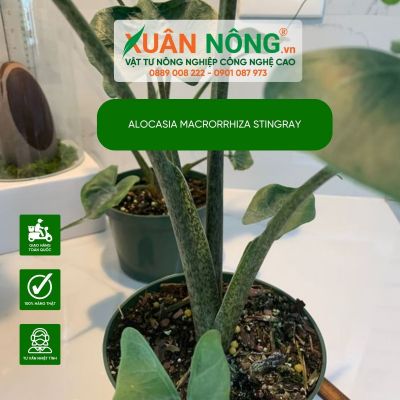 Cách trồng cây Alocasia Macrorrhiza Stingray đạt hiệu quả