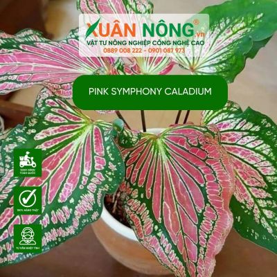 Pink Symphony Caladium: Đặc điểm, cách trồng và chăm sóc