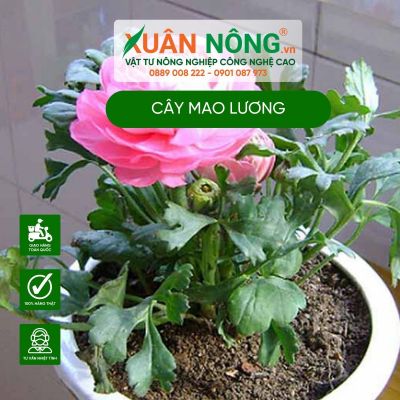 Cách trồng và ý nghĩa của cây hoa mao lương ít ai biết