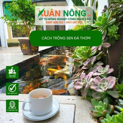 Sen đá thơm: cách chăm sóc và ý tưởng tạo tiểu cảnh đẹp