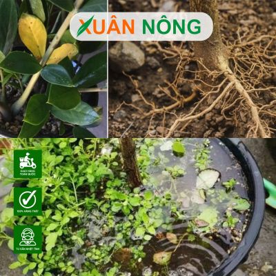 Bí quyết chăm sóc bộ rễ cây trồng tốt vào mùa mưa