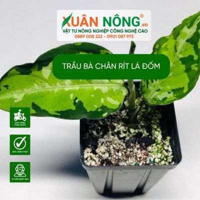 Trầu bà chân rít lá đốm: ý nghĩa, cách trồng và chăm sóc