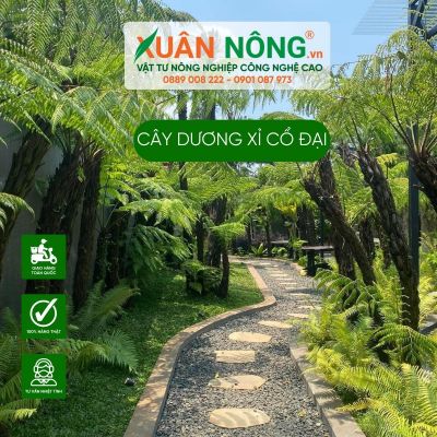 Cây dương xỉ cổ đại: Đặc điểm, cách trồng và chăm sóc