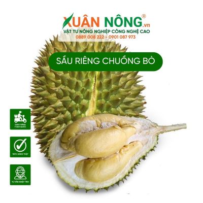 Sầu riêng chuồng bò là sầu riêng gì?