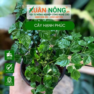 Cách trồng và chăm sóc cây Heteropanax fragrans (Cây Hạnh Phúc)