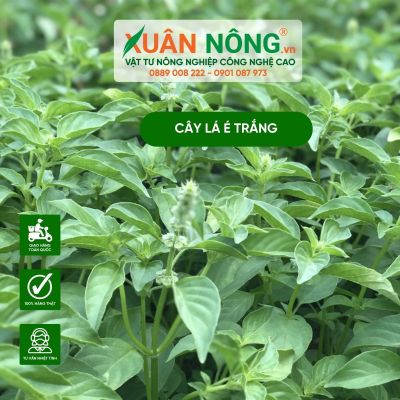 Cây lá é trắng: Công dụng, cách trồng và chăm sóc