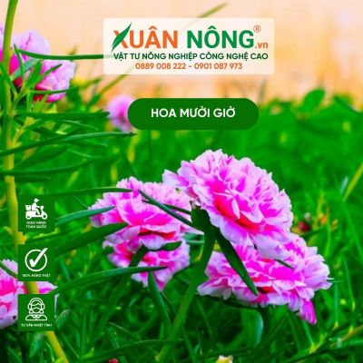 Hoa mười giờ: Ý nghĩa, cách trồng và chăm sóc