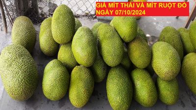 GIÁ MÍT THÁI VÀ MÍT RUỘT ĐỎ HÔM NAY NGÀY 07/12/2024