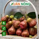 Top 7 giống mận ngon, năng suất cao nhất năm 2025