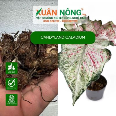 Candyland Caladium: Đặc điểm, cách trồng và chăm sóc