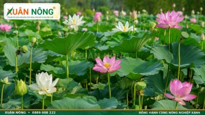 Hoa Sen &ndash; Đặc Điểm, &Yacute; Nghĩa, C&aacute;c Loại V&agrave; C&aacute;ch Trồng