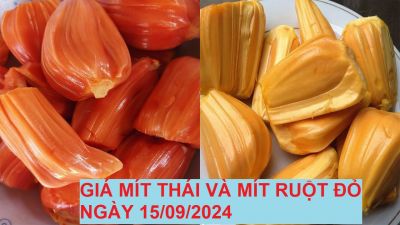 GIÁ MÍT THÁI VÀ MÍT RUỘT ĐỎ HÔM NAY NGÀY 15/09/2024