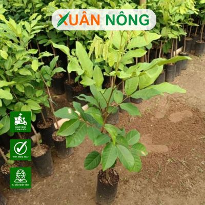 Cây giống Xuân Nông? Chất lượng, uy tín, giống chuẩn