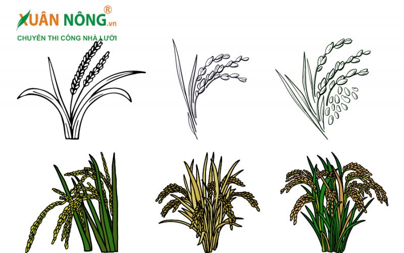 Cách vẽ cây lúa đơn giản