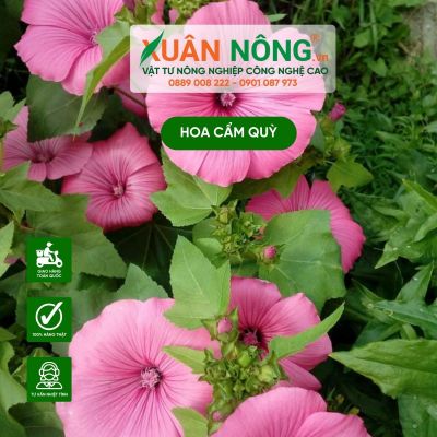 Kỹ thuật trồng, chăm sóc hoa cẩm quỳ đơn giản tại nhà