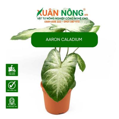 Trồng và Chăm sóc cây Aaron Caladium:Cây kiểng lá Hot nhất 2024