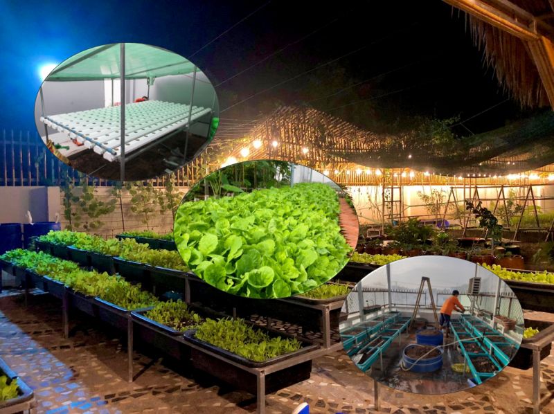 Mô hình Aquaponics là gì Vườn tại nhà