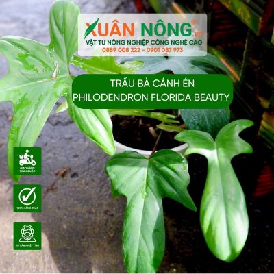 Cách trồng và chăm sóc trầu bà cánh én philodendron florida beauty