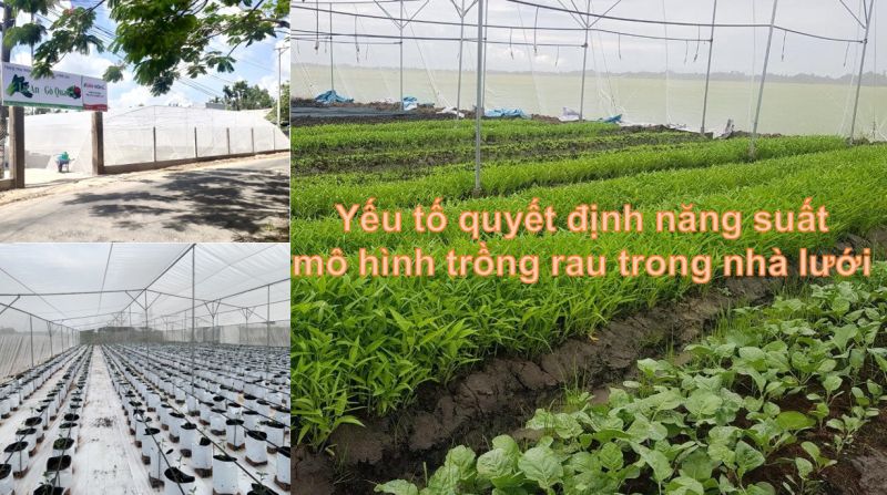 Cách làm nhà lưới mái bằng trồng rau giá rẻ chỉ từ 59000vndm2