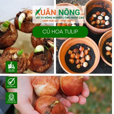 Bí quyết trồng củ hoa tulip nở hoa đồng loạt