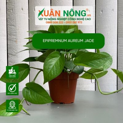 Epipremnum aureum Jade: Đặc điểm, cách trồng và chăm sóc