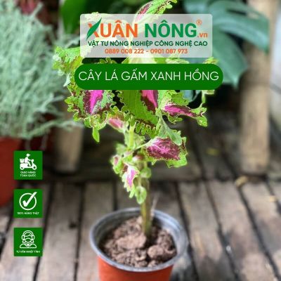 Cách trồng cây Coleus Green Pink (Cây Lá Gấm Xanh Hồng)