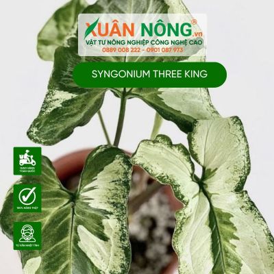 Syngonium Three king: Đặc điểm, cách trồng và chăm sóc