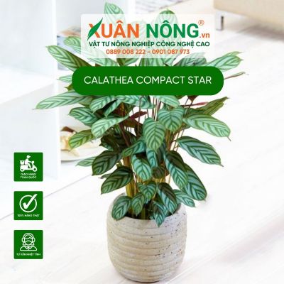 Cây Đuôi Công Calathea Compact Star: Đặc điểm, cách trồng, chăm sóc