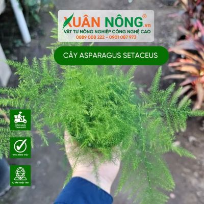 Cây Asparagus setaceus (Vân Phiến Trúc): Đặc điểm, cách trồng, chăm sóc